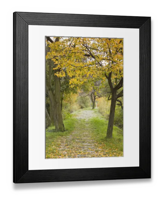Framed Print : Germany, Rheinland-Pfalz, St. Goarhausen, pathway to the statue of Die Loreley mermaid