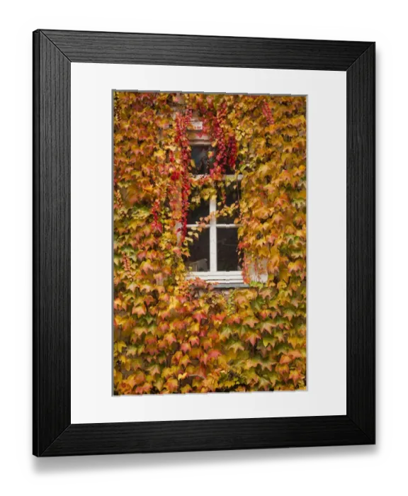 Framed Print : Germany, Hesse, Wetzlar, building covered with ivy, autumn Framed Print : Germany, Hesse, Wetzlar, building covered with ivy, autumn