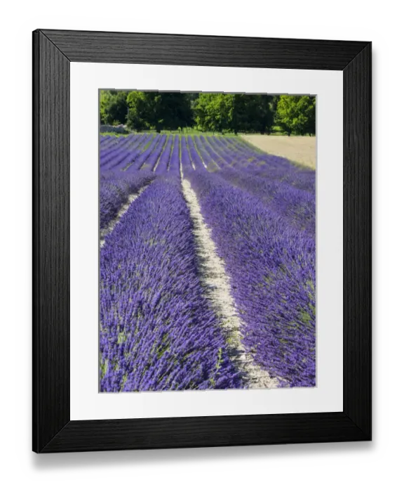 Framed Print : Europe; France; Provence; Lavender Field on the Valensole plateau Framed Print : Europe; France; Provence; Lavender Field on the Valensole plateau