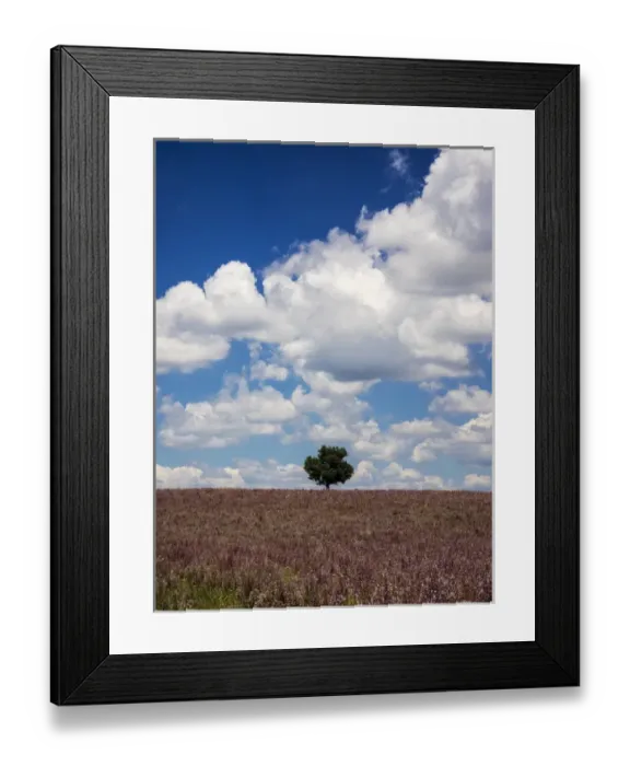 Framed Print : Europe; France; Provence; Lone Tree in Lavender Field