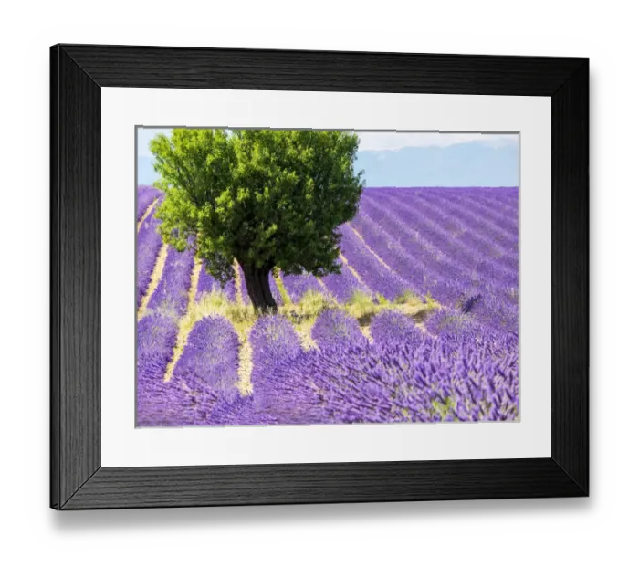 Framed Print : Europe; France; Provence; Lone Tree in Lavender Field