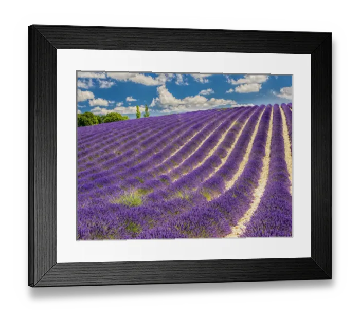 Framed Print : Europe; France; Provence; Lavender Field on the Valensole plateau Framed Print : Europe; France; Provence; Lavender Field on the Valensole plateau