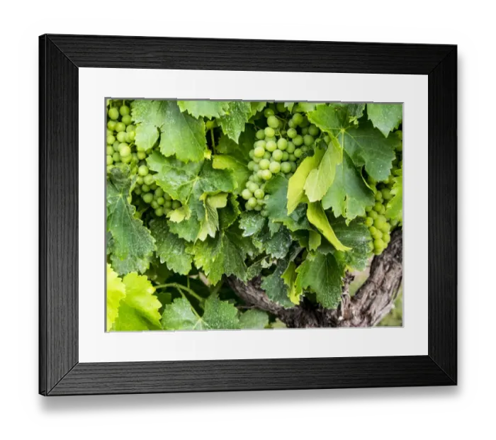 Framed Print : Europe; France; Provence; French vineyard on rolling Hillside Framed Print : Europe; France; Provence; French vineyard on rolling Hillside