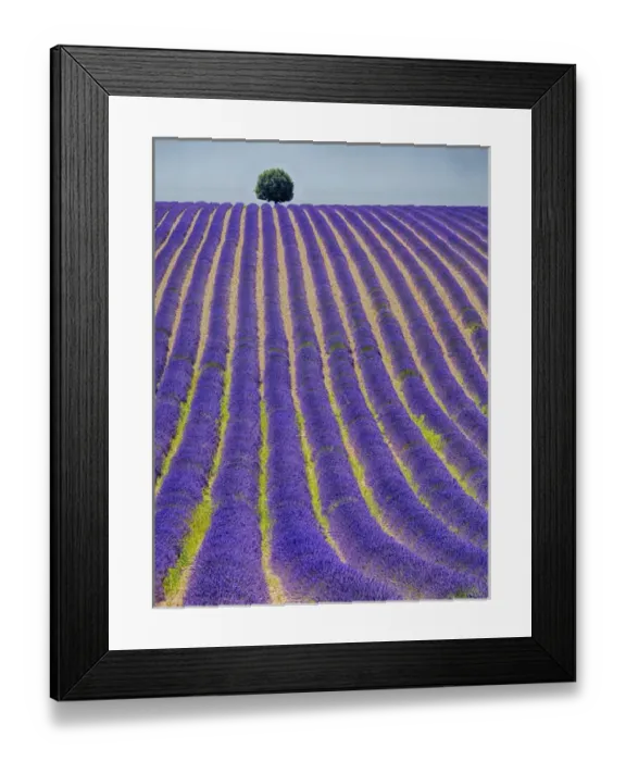 Framed Print : Europe; France; Provence; Lone Tree in Lavender Field
