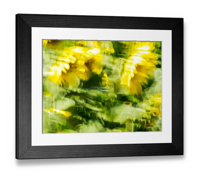Framed Print : Europe; France; Provence; Sunflowers on a windy day in Motion Framed Print : Europe; France; Provence; Sunflowers on a windy day in Motion