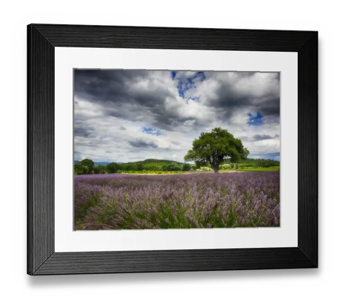 Framed Print : Europe; France; Provence; Lone Tree in Lavender Field Framed Print : Europe; France; Provence; Lone Tree in Lavender Field