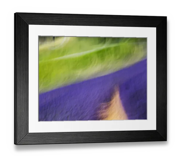 Framed Print : Europe; France; Provence; Patterns in the Lavender field near Roussillon Framed Print : Europe; France; Provence; Patterns in the Lavender field near Roussillon