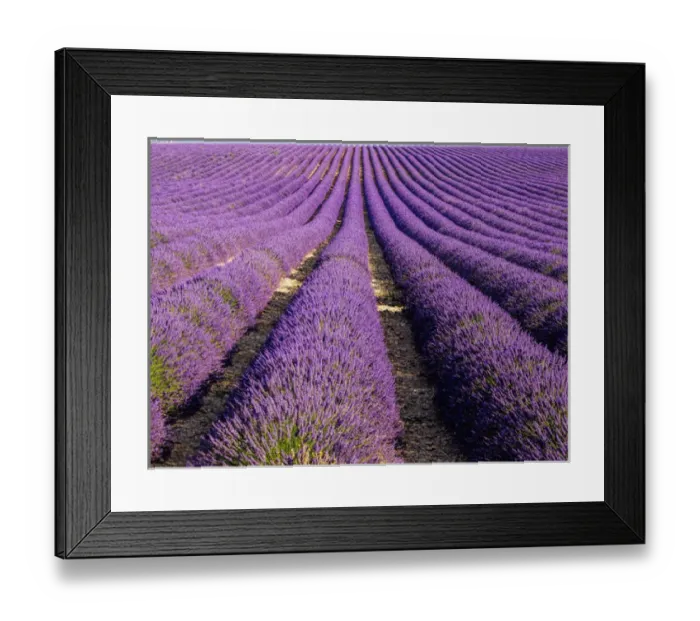 Framed Print : Europe; France; Provence; Lavender Field on the Valensole plateau Framed Print : Europe; France; Provence; Lavender Field on the Valensole plateau