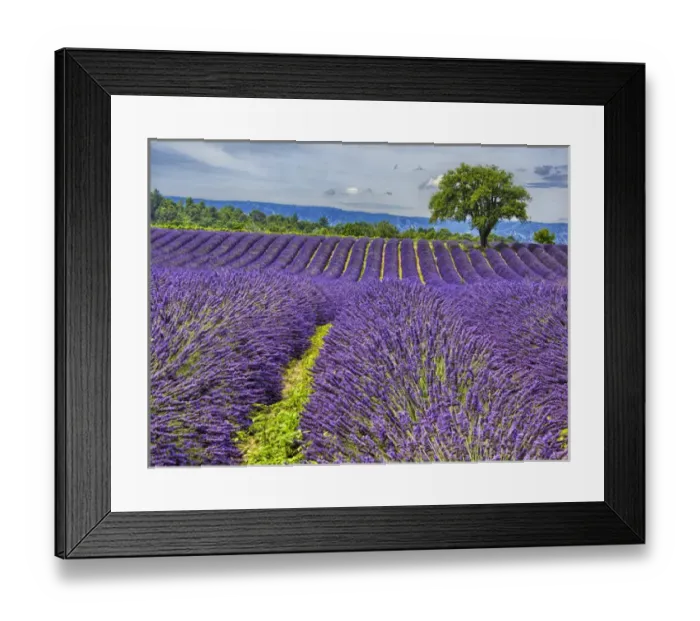 Framed Print : Europe; France; Provence; Lone Tree in Lavender Field Framed Print : Europe; France; Provence; Lone Tree in Lavender Field