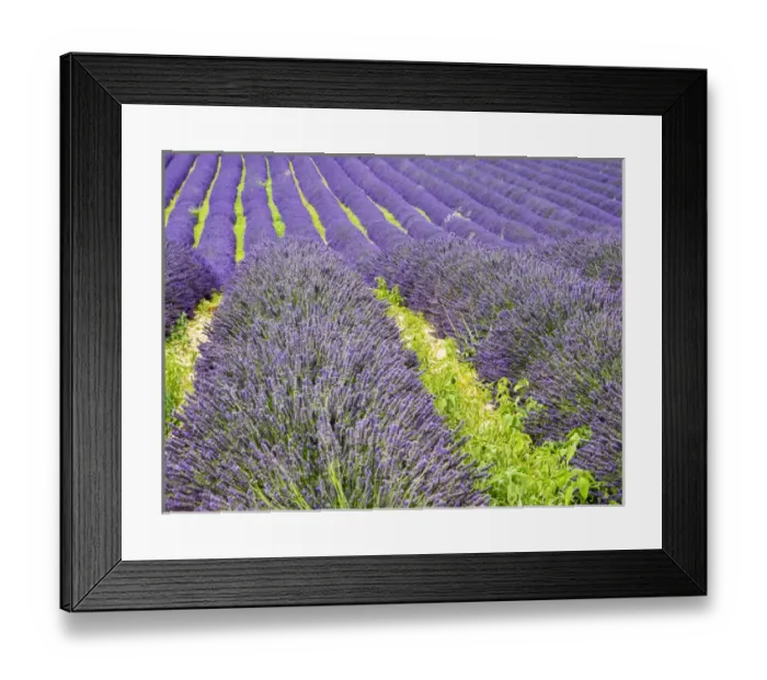 Framed Print : Europe; France; Provence; Patterns in the Lavender field near Roussillon Framed Print : Europe; France; Provence; Patterns in the Lavender field near Roussillon