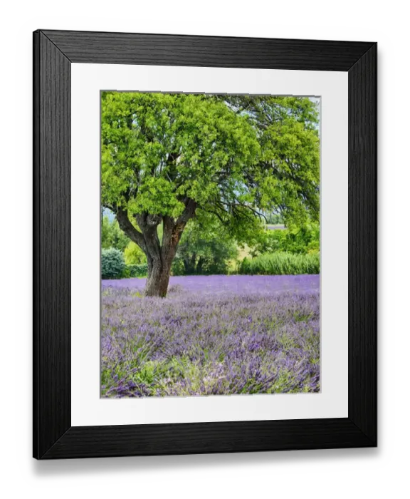 Framed Print : Europe; France; Provence; Lone Tree in Lavender Field Framed Print : Europe; France; Provence; Lone Tree in Lavender Field