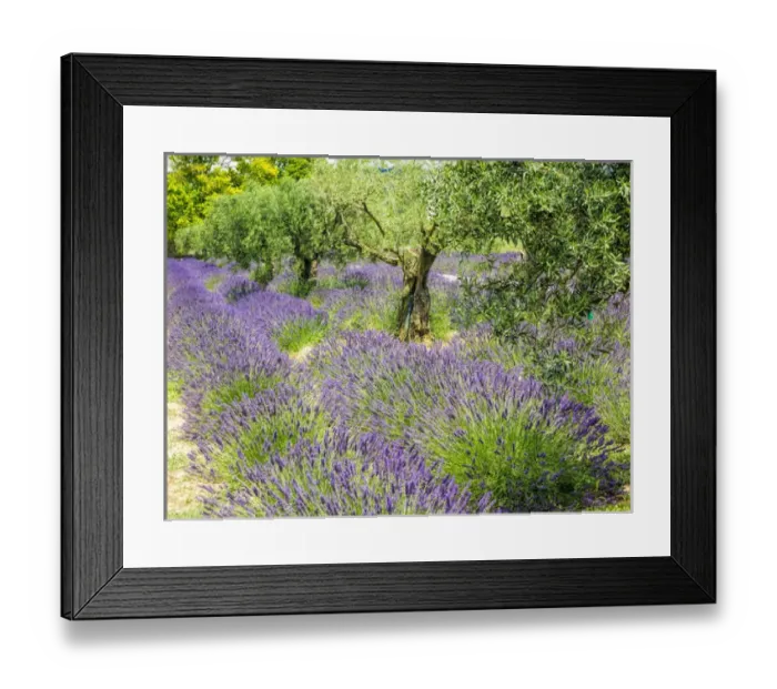 Framed Print : Europe; France; Provence; Lavender Field and Olive Grove on the Valensole plateau Framed Print : Europe; France; Provence; Lavender Field and Olive Grove on the Valensole plateau