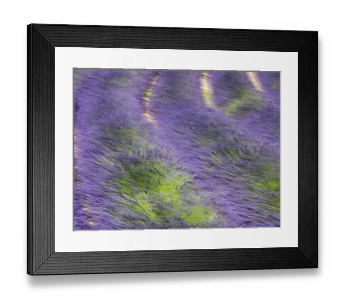 Framed Print : Europe; France; Provence; Patterns in the Lavender field near Roussillon