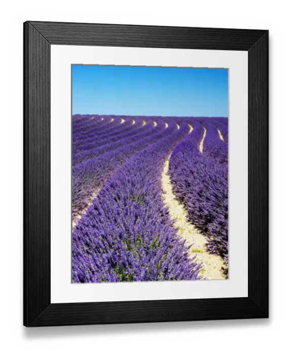 Framed Print : Europe; France; Provence; Lavender Field on the Valensole plateau Framed Print : Europe; France; Provence; Lavender Field on the Valensole plateau