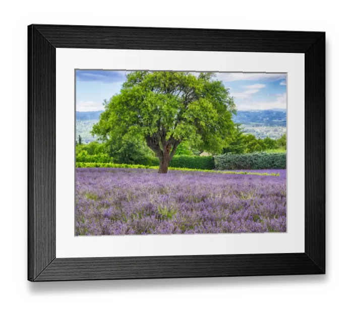 Framed Print : Europe; France; Provence; Lone Tree in Lavender Field Framed Print : Europe; France; Provence; Lone Tree in Lavender Field