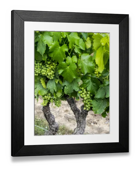 Framed Print : Europe; France; Provence; French vineyard on rolling Hillside Framed Print : Europe; France; Provence; French vineyard on rolling Hillside