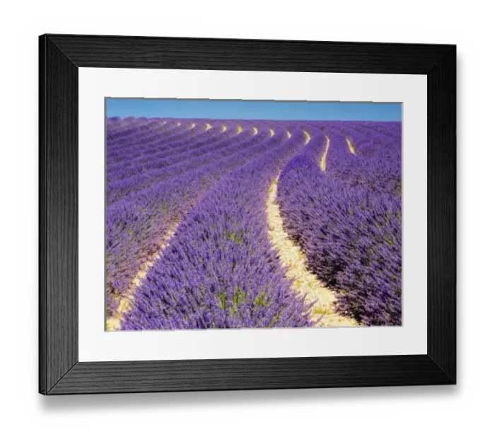 Framed Print : Europe; France; Provence; Lavender Field on the Valensole plateau Framed Print : Europe; France; Provence; Lavender Field on the Valensole plateau