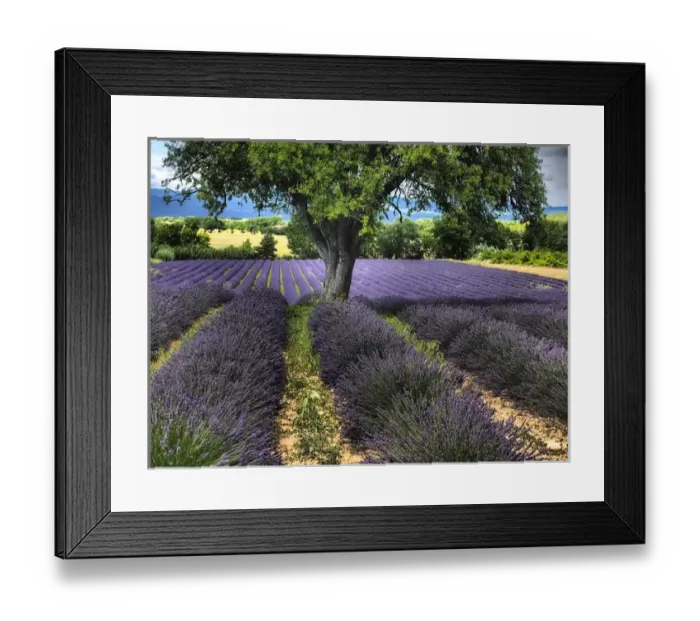 Framed Print : Europe; France; Provence; Lone Tree in Lavender Field Framed Print : Europe; France; Provence; Lone Tree in Lavender Field