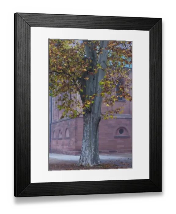 Framed Print : Germany, Rheinland-Pfalz, Speyer, Domgarten, cathedral park, fog, morning