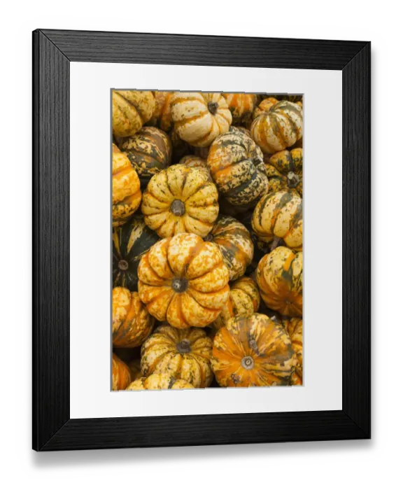Framed Print : Germany, Baden-Wurttemburg, Ludwigsburg, Bluhendes Barock Gardens, fall festival, squash