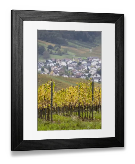 Framed Print : Germany, Baden-Wurttemburg, Badische Weinstrasse, Baden Vineyards, Neuweier, vineyards Framed Print : Germany, Baden-Wurttemburg, Badische Weinstrasse, Baden Vineyards, Neuweier, vineyards