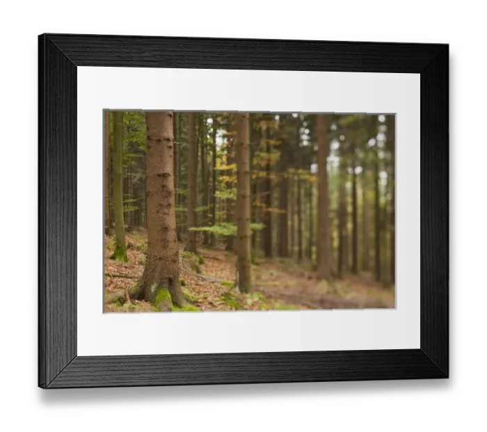 Framed Print : Germany, Baden-Wurttemburg, Black Forest, Rote Lache, The Black Forest, fall, defocussed