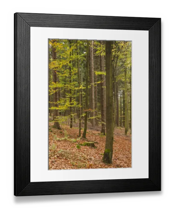 Framed Print : Germany, Baden-Wurttemburg, Black Forest, Rote Lache, The Black Forest, fall Framed Print : Germany, Baden-Wurttemburg, Black Forest, Rote Lache, The Black Forest, fall