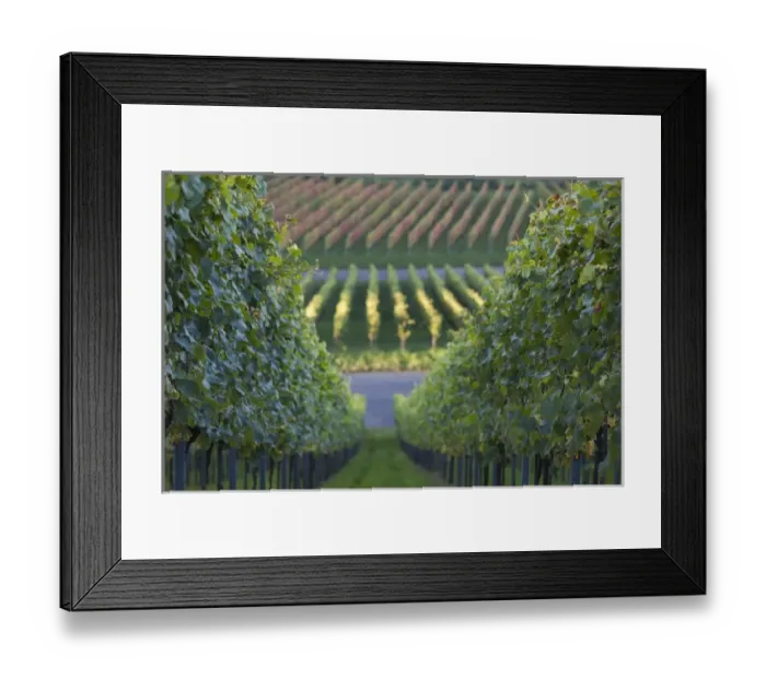 Framed Print : Germany, Baden-Wurttemburg, Stuttgart-Uhlbach, vineyards above Unter-turkheim, fall Framed Print : Germany, Baden-Wurttemburg, Stuttgart-Uhlbach, vineyards above Unter-turkheim, fall