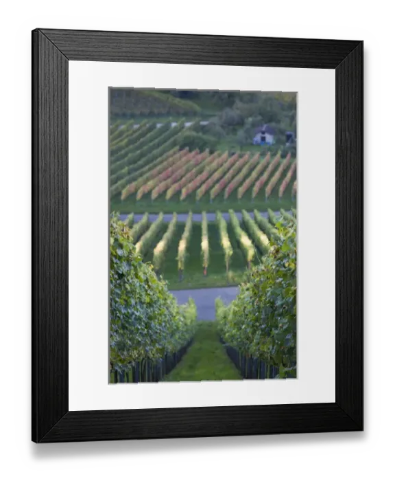 Framed Print : Germany, Baden-Wurttemburg, Stuttgart-Uhlbach, vineyards above Unter-turkheim, fall Framed Print : Germany, Baden-Wurttemburg, Stuttgart-Uhlbach, vineyards above Unter-turkheim, fall