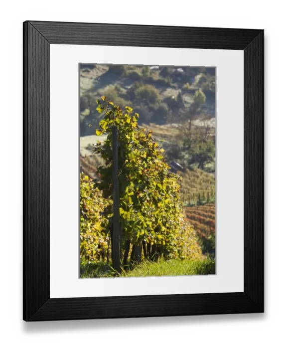 Framed Print : Germany, Baden-Wurttemburg, Stuttgart-Uhlbach, vineyards above Unter-turkheim, fall Framed Print : Germany, Baden-Wurttemburg, Stuttgart-Uhlbach, vineyards above Unter-turkheim, fall