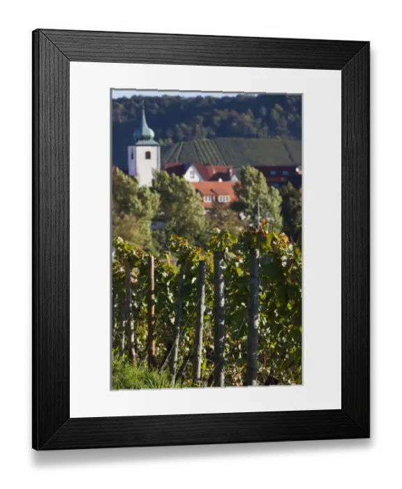 Framed Print : Germany, Baden-Wurttemburg, Stuttgart-Uhlbach, vineyards above Unter-turkheim, fall Framed Print : Germany, Baden-Wurttemburg, Stuttgart-Uhlbach, vineyards above Unter-turkheim, fall