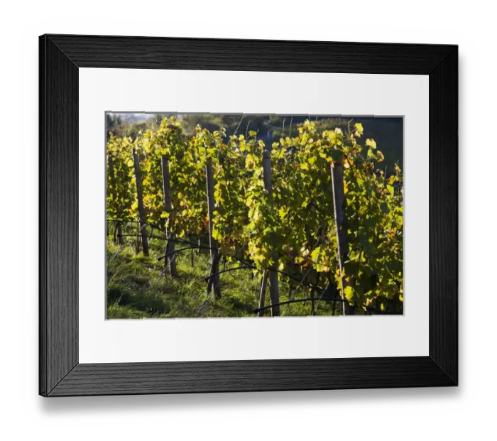 Framed Print : Germany, Baden-Wurttemburg, Stuttgart-Uhlbach, vineyards above Unter-turkheim, fall