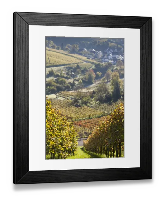 Framed Print : Germany, Baden-Wurttemburg, Stuttgart-Uhlbach, vineyards above Unter-turkheim, fall