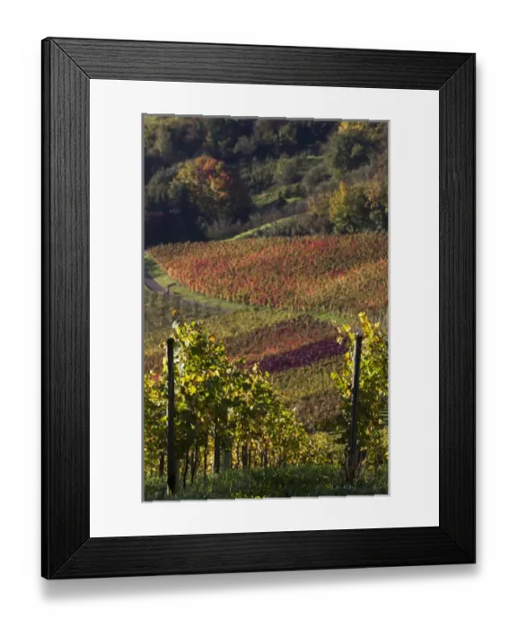 Framed Print : Germany, Baden-Wurttemburg, Stuttgart-Uhlbach, vineyards above Unter-turkheim, fall Framed Print : Germany, Baden-Wurttemburg, Stuttgart-Uhlbach, vineyards above Unter-turkheim, fall