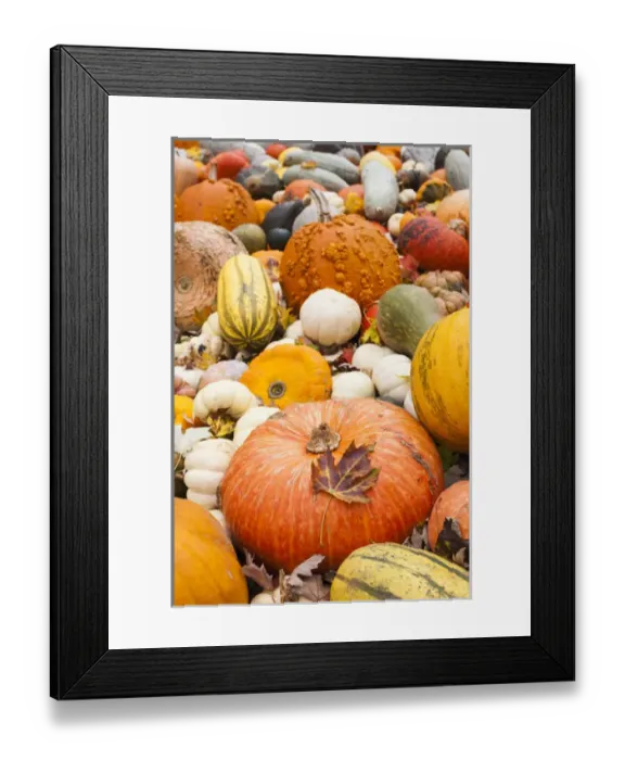 Framed Print : Germany, Baden-Wurttemburg, Ludwigsburg, Bluhendes Barock Gardens, fall festival Framed Print : Germany, Baden-Wurttemburg, Ludwigsburg, Bluhendes Barock Gardens, fall festival
