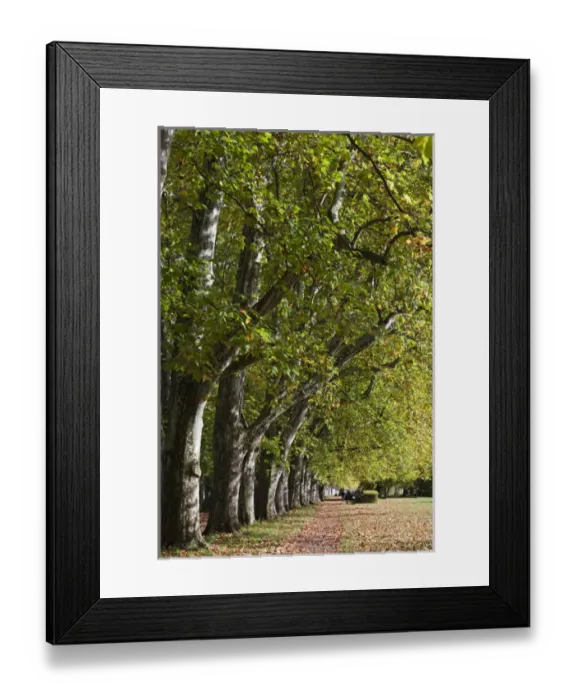 Framed Print : Germany, Baden-Wurttemburg, Tubingen, Platanenallee along the Neckar River, fall Framed Print : Germany, Baden-Wurttemburg, Tubingen, Platanenallee along the Neckar River, fall