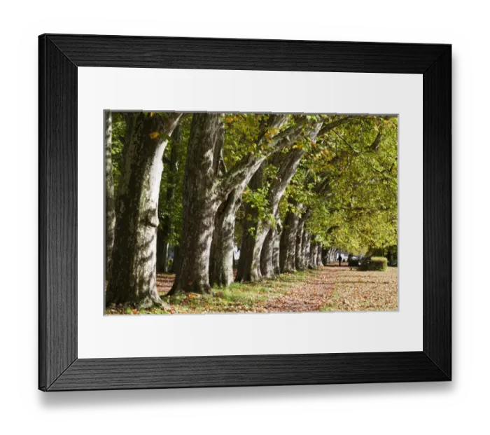 Framed Print : Germany, Baden-Wurttemburg, Tubingen, Platanenallee along the Neckar River, fall Framed Print : Germany, Baden-Wurttemburg, Tubingen, Platanenallee along the Neckar River, fall