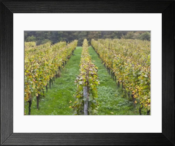 Framed Print : Germany, Baden-Wurttemburg, Badische Weinstrasse, Baden Vineyards, Neuweier, vineyards