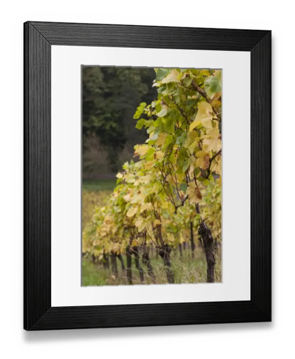 Framed Print : Germany, Baden-Wurttemburg, Badische Weinstrasse, Baden Vineyards, Neuweier, vineyards