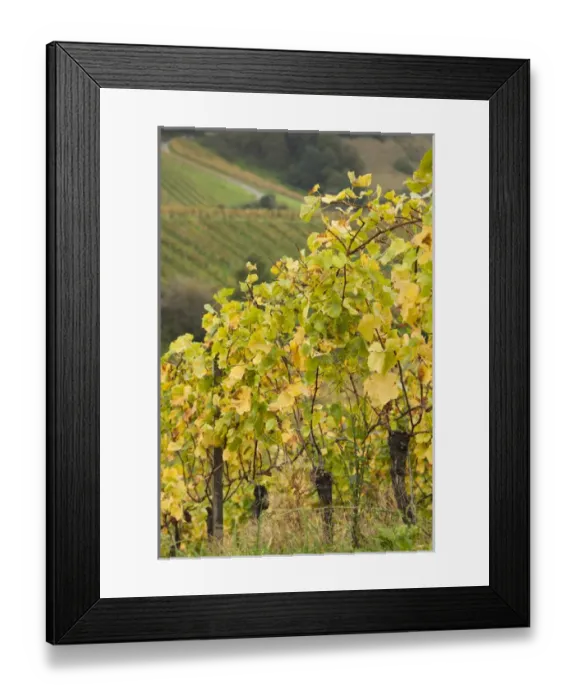 Framed Print : Germany, Baden-Wurttemburg, Badische Weinstrasse, Baden Vineyards, Neuweier, vineyards