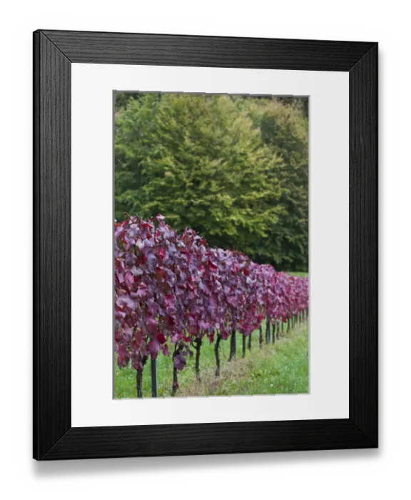 Framed Print : Germany, Baden-Wurttemburg, Badische Weinstrasse, Baden Vineyards, Neuweier, vineyards Framed Print : Germany, Baden-Wurttemburg, Badische Weinstrasse, Baden Vineyards, Neuweier, vineyards