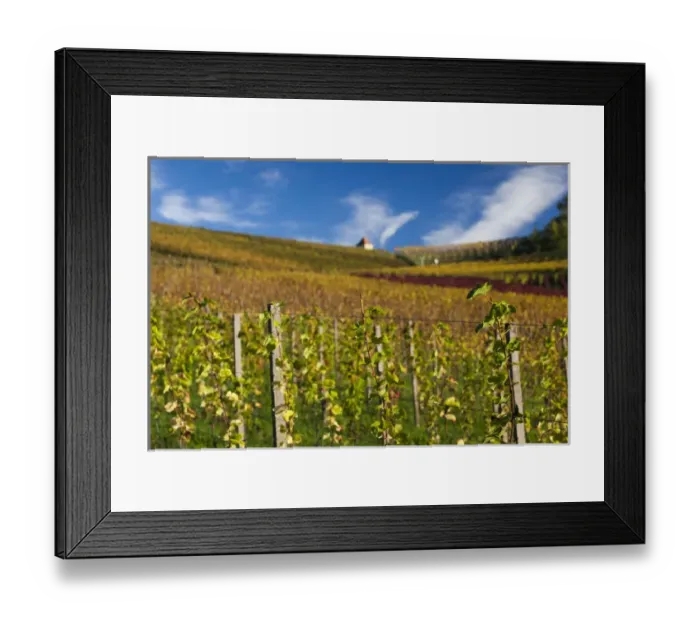 Framed Print : Germany, Baden-Wurttemburg, Black Forest, Gengenbach, vineyards and hilltop chapel, fall Framed Print : Germany, Baden-Wurttemburg, Black Forest, Gengenbach, vineyards and hilltop chapel, fall