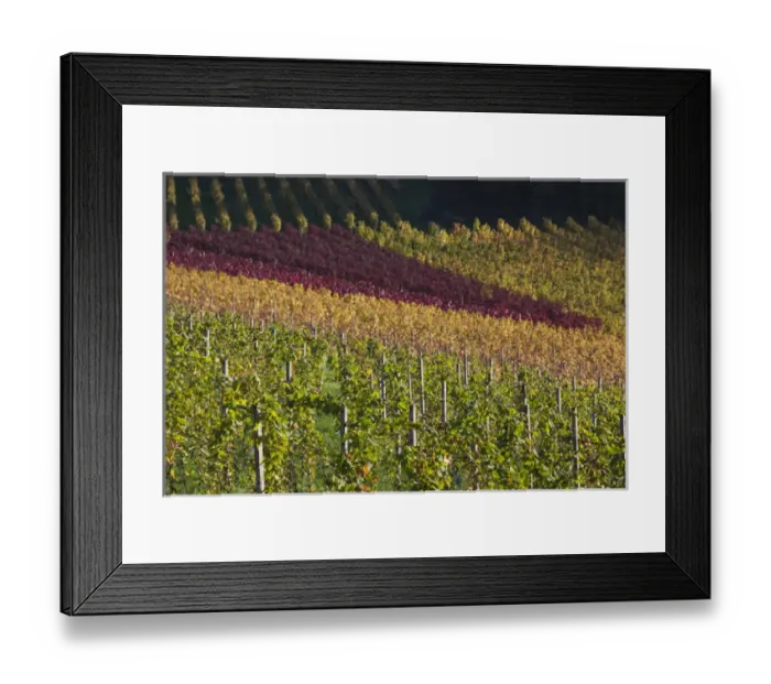 Framed Print : Germany, Baden-Wurttemburg, Black Forest, Gengenbach, hillside vineyards, fall Framed Print : Germany, Baden-Wurttemburg, Black Forest, Gengenbach, hillside vineyards, fall