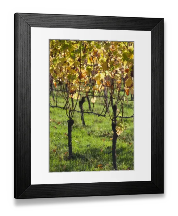 Framed Print : Germany, Baden-Wurttemburg, Black Forest, Gengenbach, hillside vineyards, fall