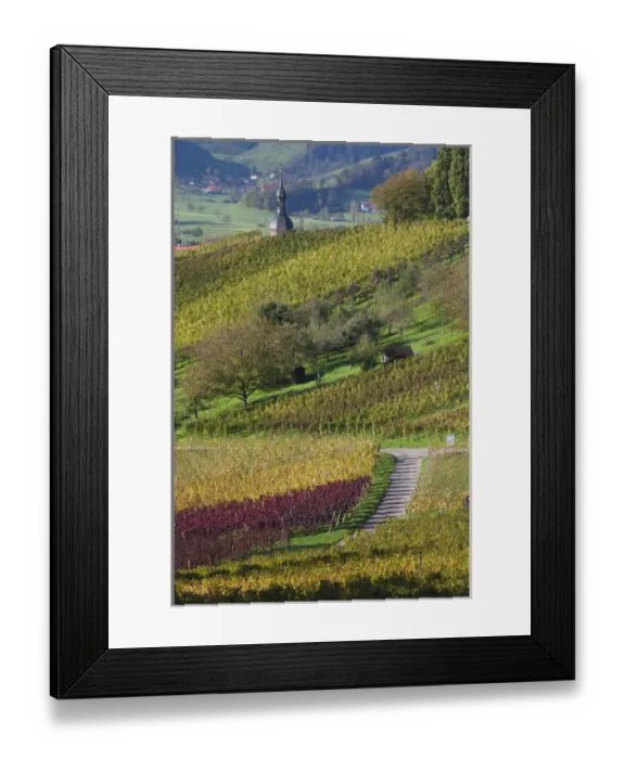 Framed Print : Germany, Baden-Wurttemburg, Black Forest, Gengenbach, hillside vineyards, fall Framed Print : Germany, Baden-Wurttemburg, Black Forest, Gengenbach, hillside vineyards, fall