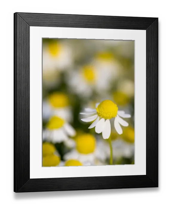 Framed Print : Close up of Chamomile (Matricaria chamomilla), Hortobagy National Park in spring Framed Print : Close up of Chamomile (Matricaria chamomilla), Hortobagy National Park in spring