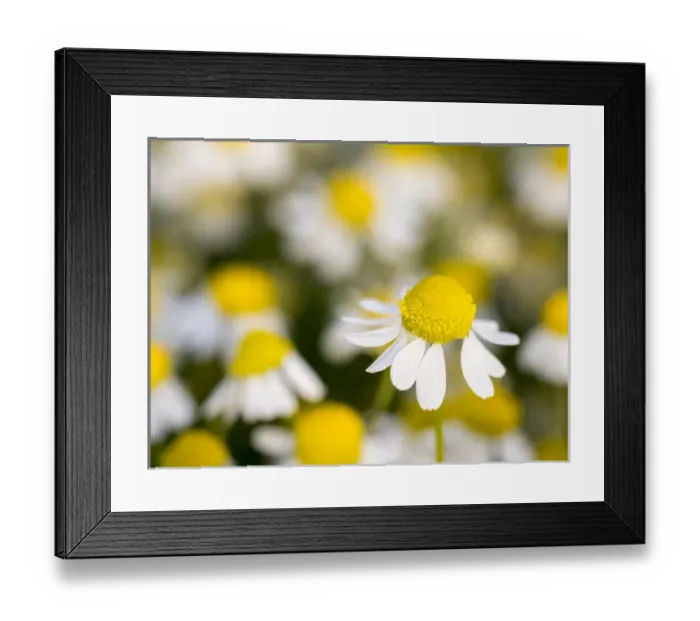 Framed Print : Close up of Chamomile (Matricaria chamomilla), Hortobagy National Park in spring