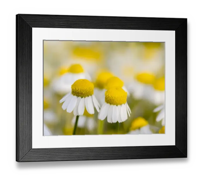 Framed Print : Close up of Chamomile (Matricaria chamomilla), Hortobagy National Park in spring Framed Print : Close up of Chamomile (Matricaria chamomilla), Hortobagy National Park in spring