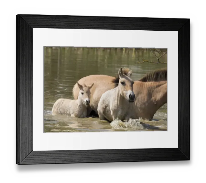 Framed Print : Przewalskis Horse or Takhi (Equus ferus przewalskii) in the wildlife center of Framed Print : Przewalskis Horse or Takhi (Equus ferus przewalskii) in the wildlife center of