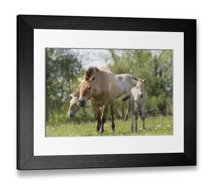 Framed Print : Przewalskis Horse or Takhi (Equus ferus przewalskii) in the wildlife center of Framed Print : Przewalskis Horse or Takhi (Equus ferus przewalskii) in the wildlife center of
